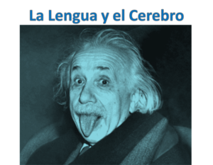 einstein-lengua-cerebro