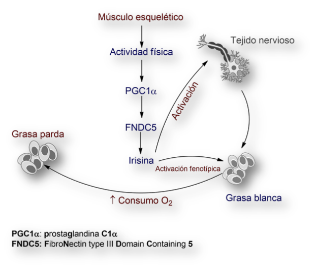 Irisina-hormona-alzheimer