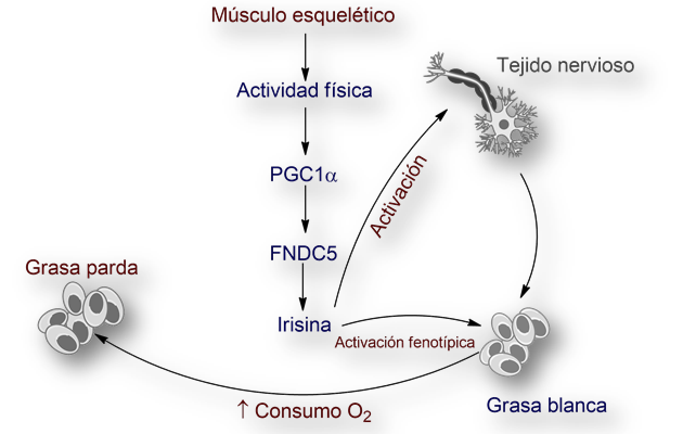 Irisina-hormona-alzheimer